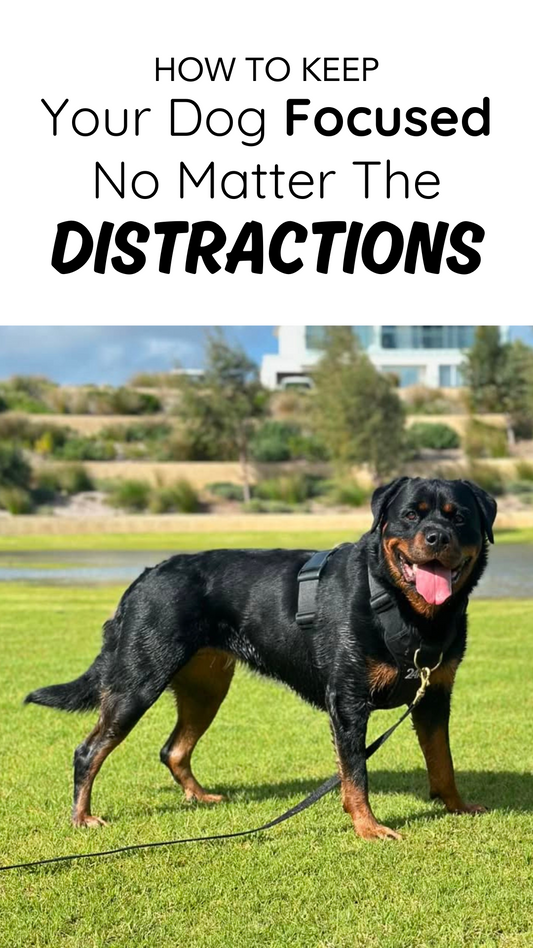 How to Keep Your Dog Focused, No Matter the Distractions