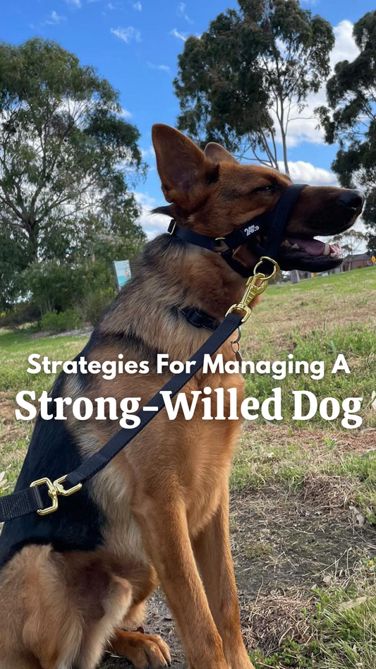 Strategies For Managing A Strong-Willed Dog