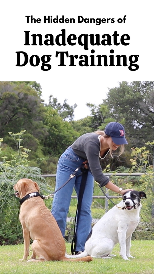 The Hidden Dangers of Inadequate Dog Training: What Every Dog Owner Should Know